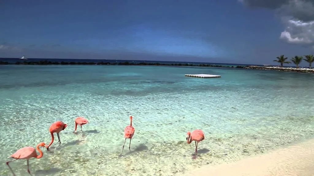 Brown Studio Apartment Palm Beach Aruba